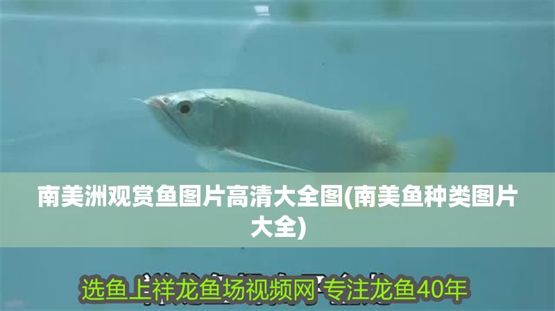 南美洲觀賞魚圖片高清大全圖(南美魚種類圖片大全)