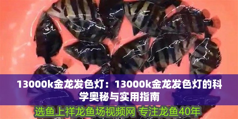 13000k金龍發色燈：13000k金龍發色燈的科學奧秘與實用指南