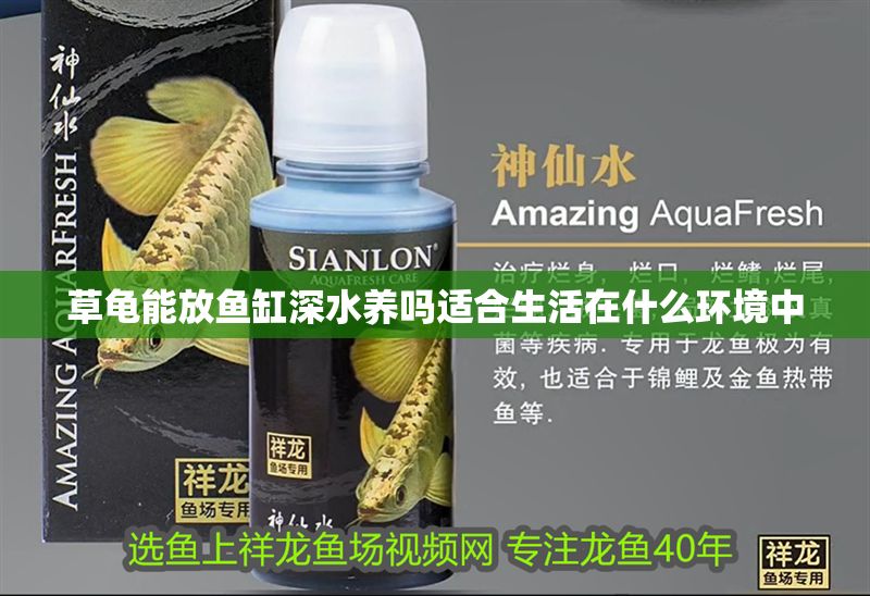 草龜能放魚缸深水養嗎適合生活在什么環境中