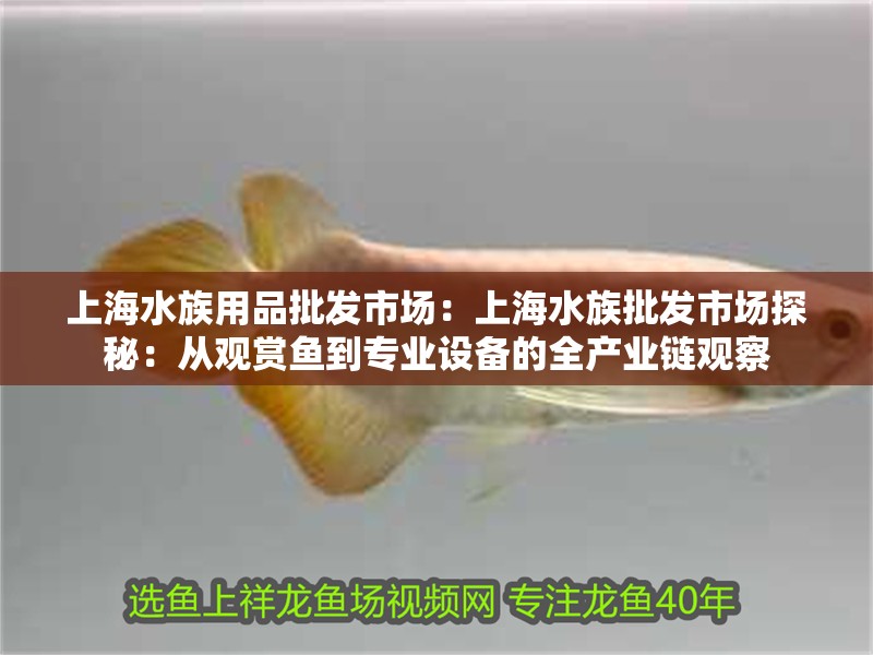 上海水族用品批發市場：上海水族批發市場探秘：從觀賞魚到專業設備的全產業鏈觀察