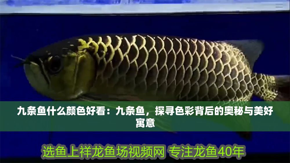 九條魚什么顏色好看：九條魚，探尋色彩背后的奧秘與美好寓意