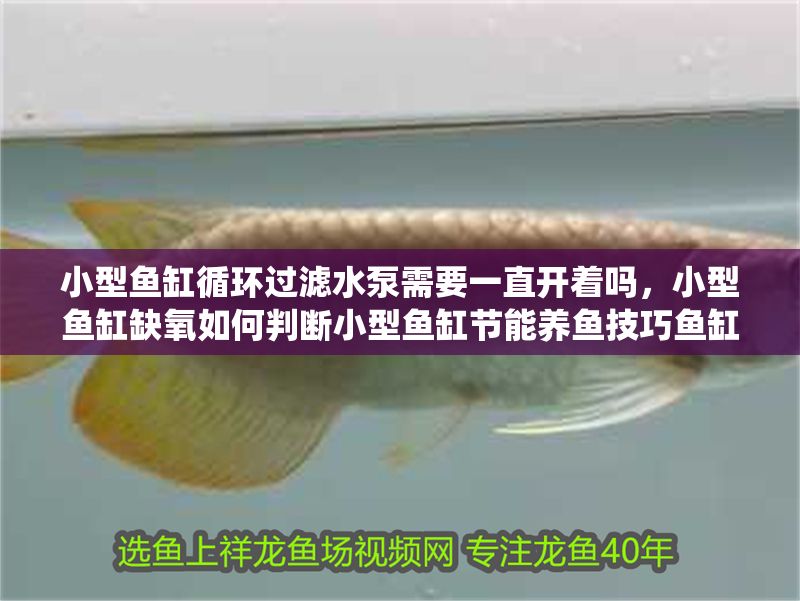 小型魚缸循環過濾水泵需要一直開著嗎，小型魚缸缺氧如何判斷小型魚缸節能養魚技巧魚缸過濾系統優化方案