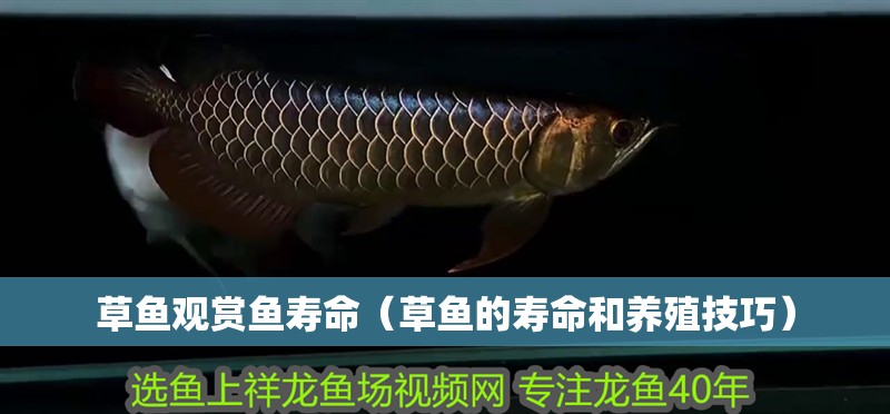魚缸過濾器選購指南:自制魚缸過濾器魚缸上置過濾器對于養魚愛好者的必備知識 草魚觀賞魚壽命(草魚的壽命和養殖技巧) 觀賞魚百科 草魚觀賞魚壽命(草魚的壽命和養殖技巧) 草魚觀賞魚壽命(草魚的壽命和養殖技巧) 觀賞魚百科