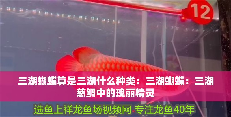 三湖蝴蝶算是三湖什么種類：三湖蝴蝶：三湖慈鯛中的瑰麗精靈 三湖蝴蝶算是三湖什么種類：三湖蝴蝶：三湖慈鯛中的瑰麗精靈 龍魚論壇