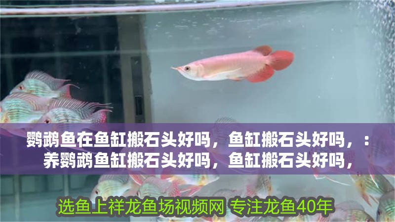 鸚鵡魚在魚缸搬石頭好嗎，魚缸搬石頭好嗎，：養鸚鵡魚缸搬石頭好嗎，魚缸搬石頭好嗎，