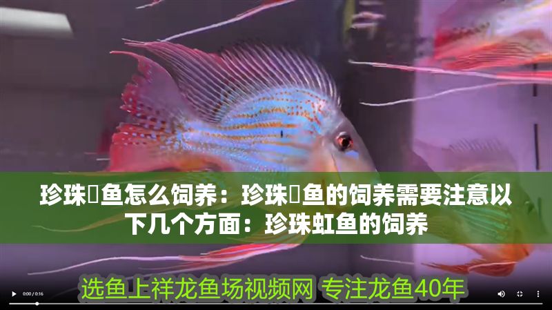 珍珠魟魚怎么飼養：珍珠魟魚的飼養需要注意以下幾個方面：珍珠虹魚的飼養