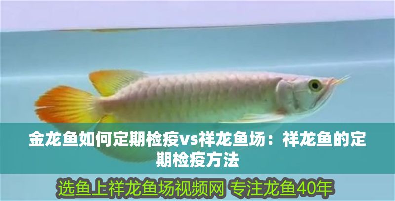 金龍魚如何定期檢疫vs祥龍魚場：祥龍魚的定期檢疫方法