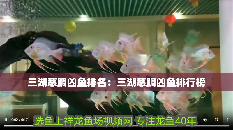三湖慈鯛兇魚排名：三湖慈鯛兇魚排行榜