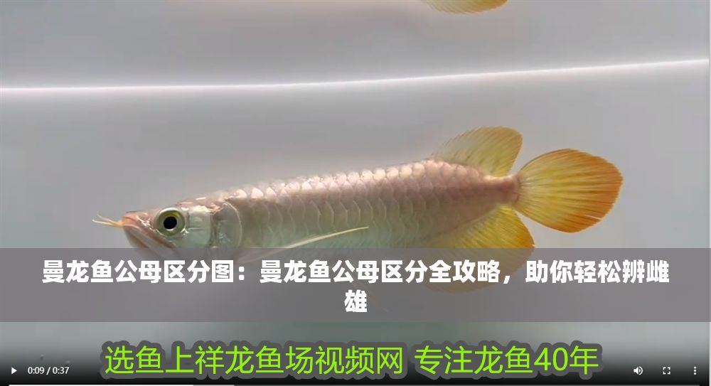 曼龍魚公母區(qū)分圖：曼龍魚公母區(qū)分全攻略，助你輕松辨雌雄
