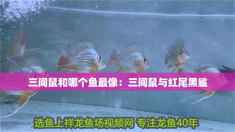 三間鼠和哪個魚最像：三間鼠與紅尾黑鯊