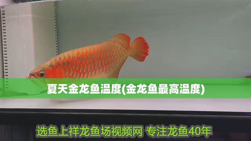 夏天金龍魚(yú)溫度(金龍魚(yú)最高溫度)