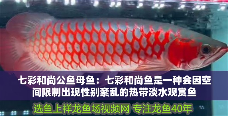 七彩和尚公魚母魚：七彩和尚魚是一種會因空間限制出現性別紊亂的熱帶淡水觀賞魚