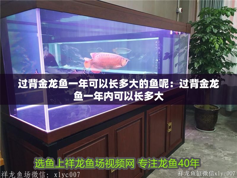 過背金龍魚一年可以長多大的魚呢：過背金龍魚一年內可以長多大
