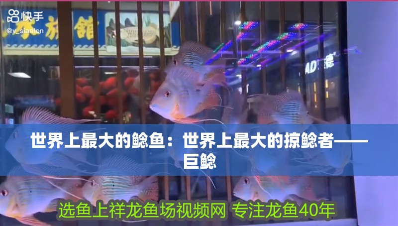世界上最大的鯰魚：世界上最大的掠鯰者——巨鯰