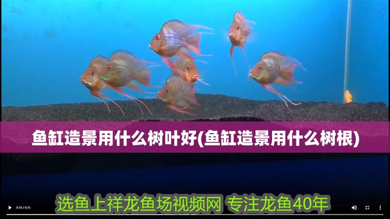 魚缸造景用什么樹葉好(魚缸造景用什么樹根)