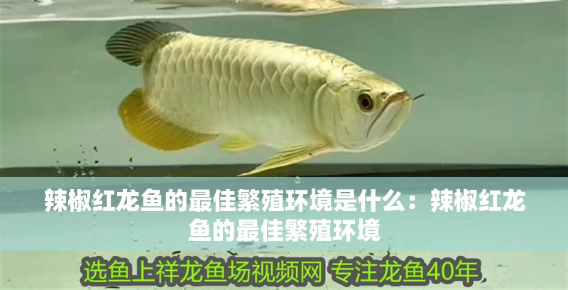 辣椒紅龍魚的最佳繁殖環境是什么：辣椒紅龍魚的最佳繁殖環境