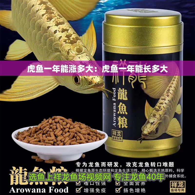 虎魚一年能漲多大：虎魚一年能長多大