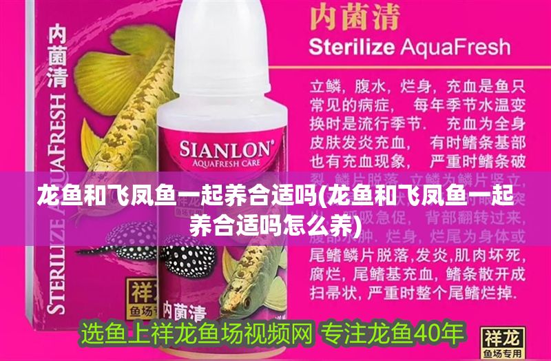 龍魚和飛鳳魚一起養合適嗎(龍魚和飛鳳魚一起養合適嗎怎么養)