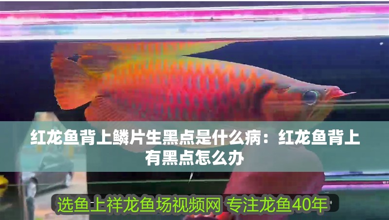 紅龍魚(yú)背上鱗片生黑點(diǎn)是什么?。杭t龍魚(yú)背上有黑點(diǎn)怎么辦