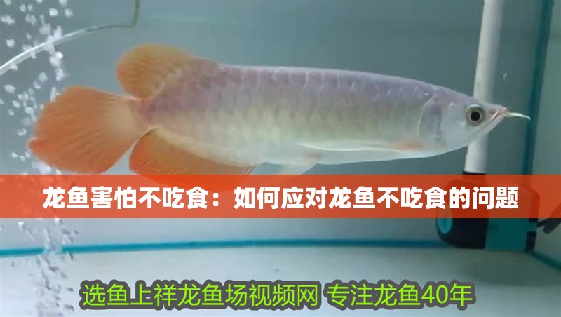 龍魚害怕不吃食：如何應(yīng)對(duì)龍魚不吃食的問題
