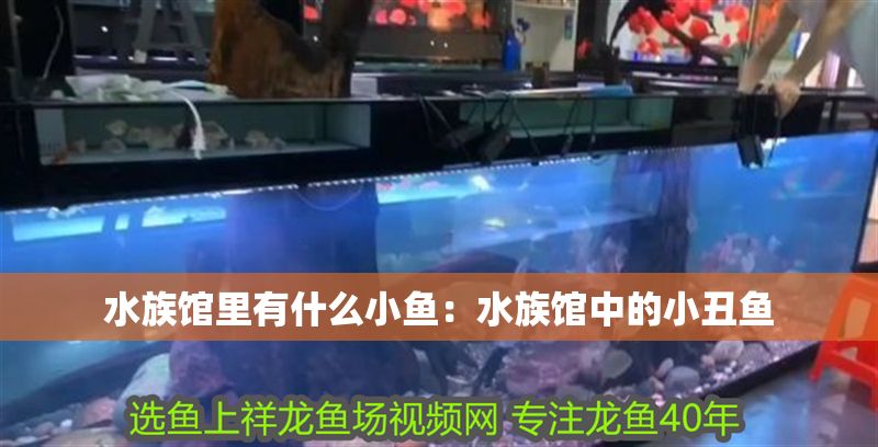 水族館里有什么小魚：水族館中的小丑魚
