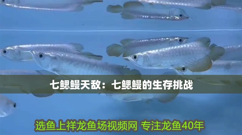 七鰓鰻天敵：七鰓鰻的生存挑戰