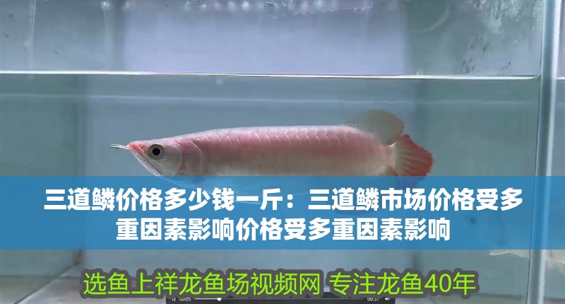 三道鱗價格多少錢一斤：三道鱗市場價格受多重因素影響價格受多重因素影響