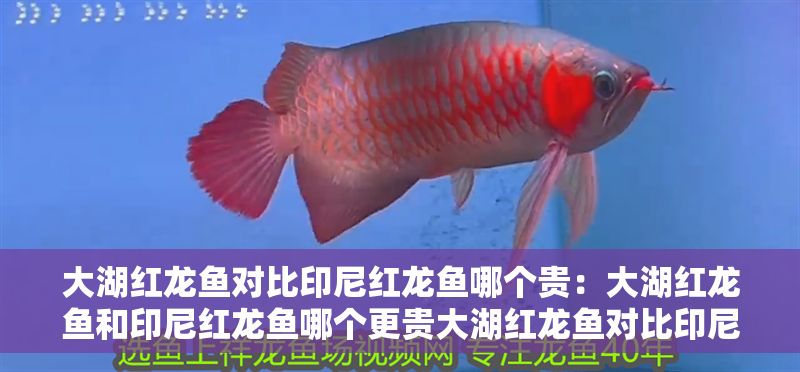 大湖紅龍魚(yú)對(duì)比印尼紅龍魚(yú)哪個(gè)貴：大湖紅龍魚(yú)和印尼紅龍魚(yú)哪個(gè)更貴大湖紅龍魚(yú)對(duì)比印尼紅龍魚(yú)哪個(gè)貴
