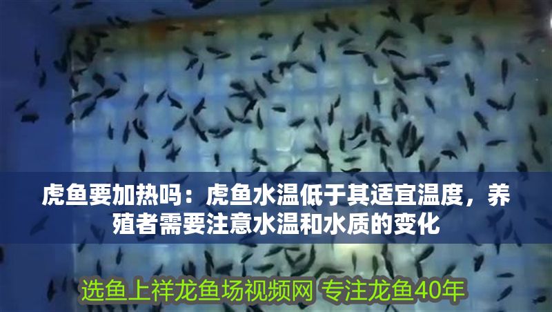 虎魚要加熱嗎：虎魚水溫低于其適宜溫度，養(yǎng)殖者需要注意水溫和水質(zhì)的變化