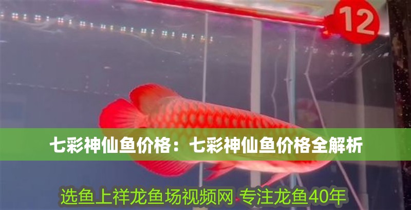 七彩神仙魚價格：七彩神仙魚價格全解析