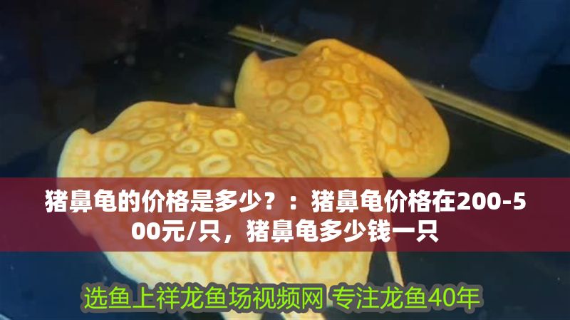 豬鼻龜?shù)膬r格是多少？：豬鼻龜價格在200-500元/只，豬鼻龜多少錢一只