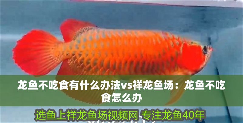 龍魚不吃食有什么辦法vs祥龍魚場：龍魚不吃食怎么辦