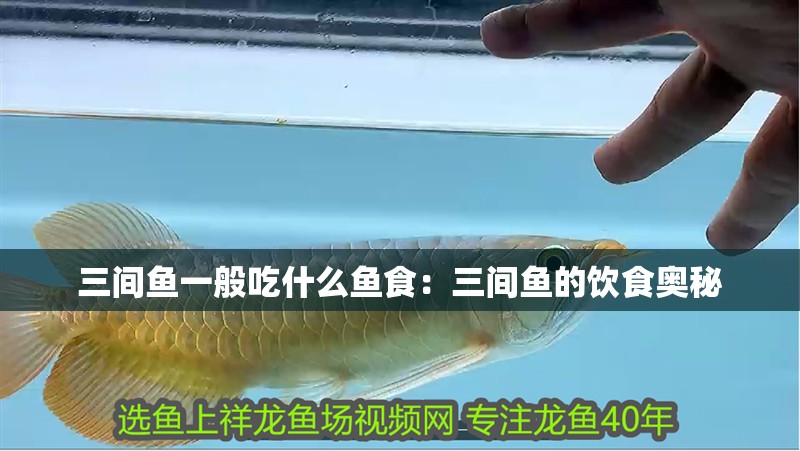 三間魚一般吃什么魚食：三間魚的飲食奧秘