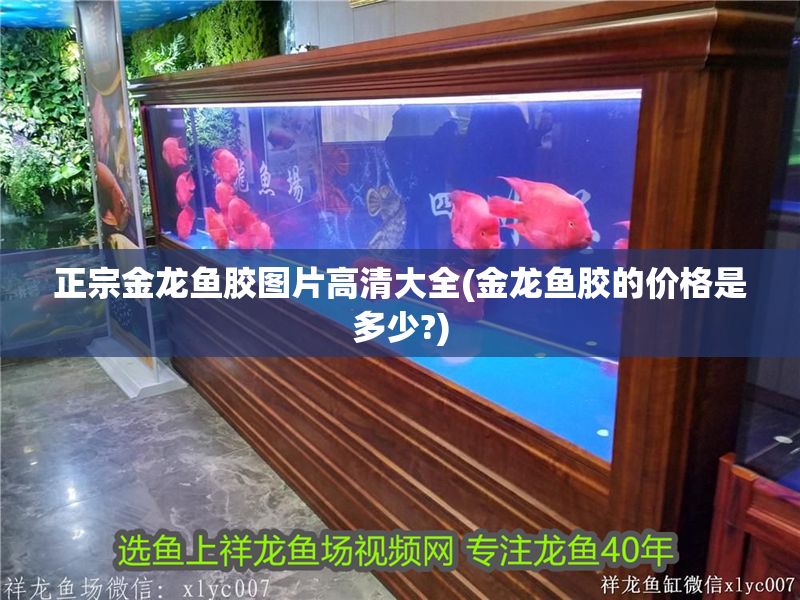 正宗金龍魚膠圖片高清大全(金龍魚膠的價格是多少?)
