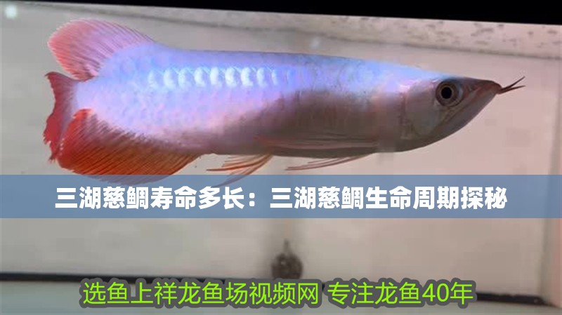 三湖慈鯛壽命多長：三湖慈鯛生命周期探秘