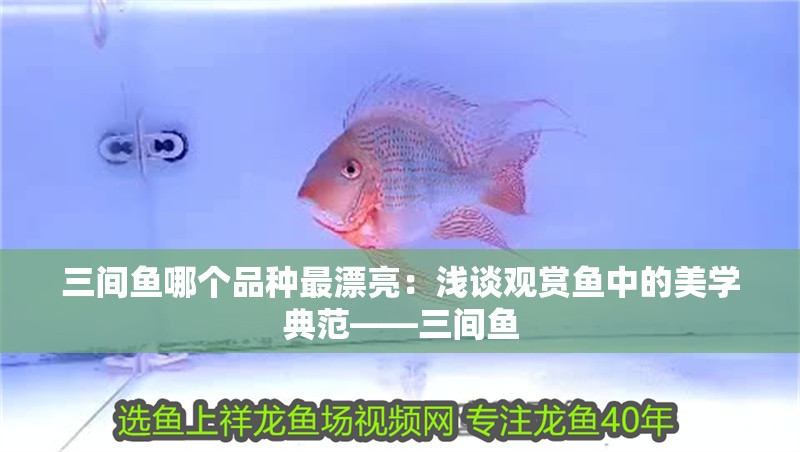三間魚哪個品種最漂亮：淺談觀賞魚中的美學典范——三間魚