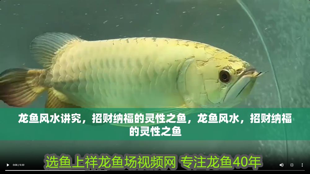 龍魚風水講究，招財納福的靈性之魚，龍魚風水，招財納福的靈性之魚