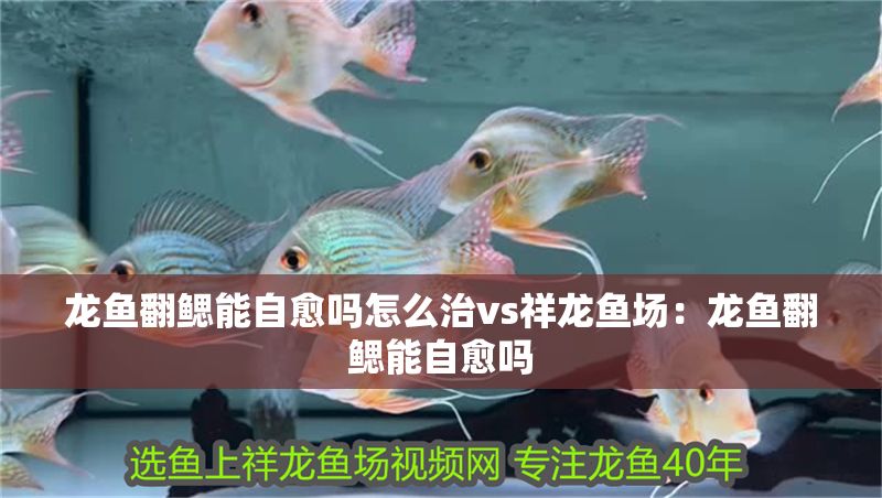 龍魚翻鰓能自愈嗎怎么治vs祥龍魚場：龍魚翻鰓能自愈嗎