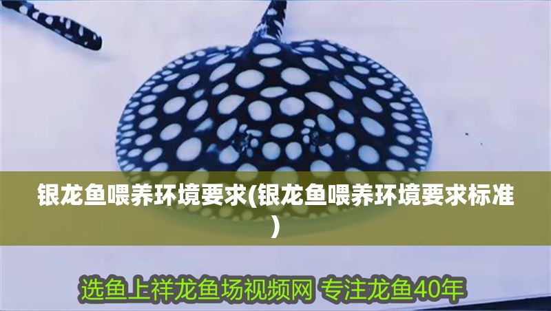 銀龍魚喂養(yǎng)環(huán)境要求(銀龍魚喂養(yǎng)環(huán)境要求標準)