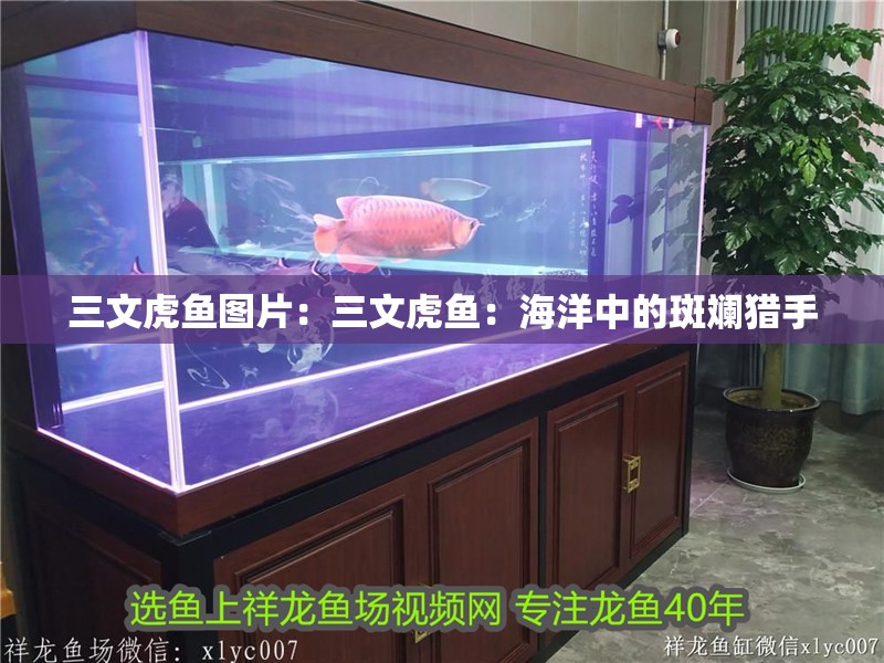 三文虎魚圖片：三文虎魚：海洋中的斑斕獵手