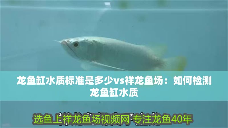 龍魚缸水質標準是多少vs祥龍魚場:如何檢測龍魚缸水質