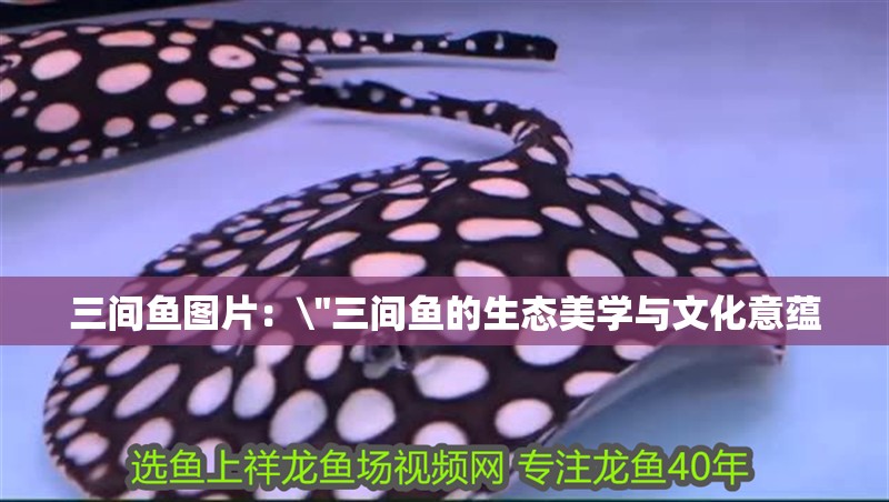 三間魚圖片：\