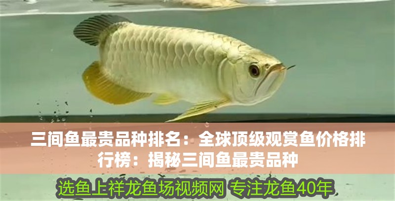 三間魚最貴品種排名：全球頂級觀賞魚價格排行榜：揭秘三間魚最貴品種