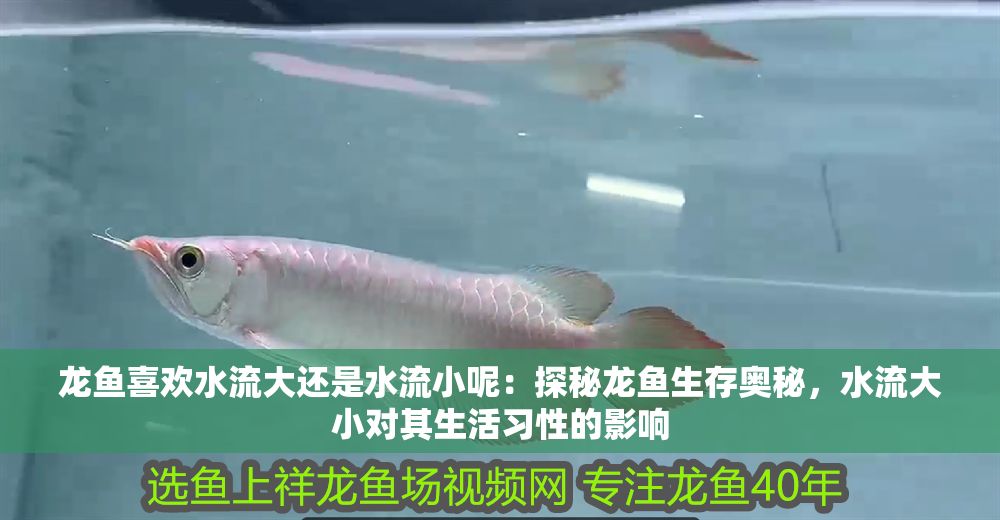 龍魚喜歡水流大還是水流小呢：探秘龍魚生存奧秘，水流大小對其生活習性的影響