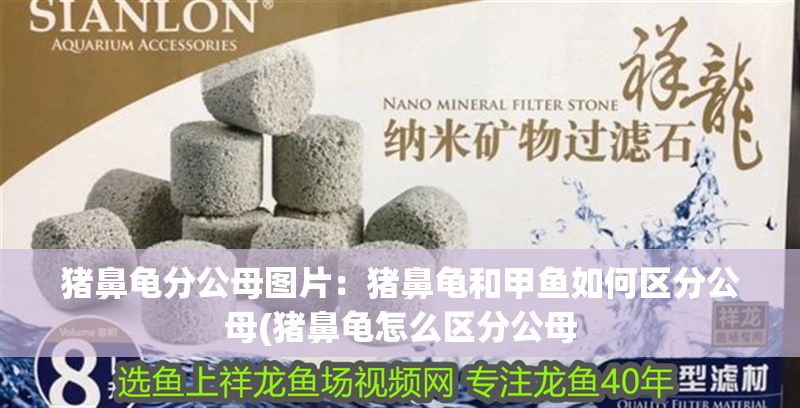 豬鼻龜分公母圖片：豬鼻龜和甲魚如何區分公母(豬鼻龜怎么區分公母