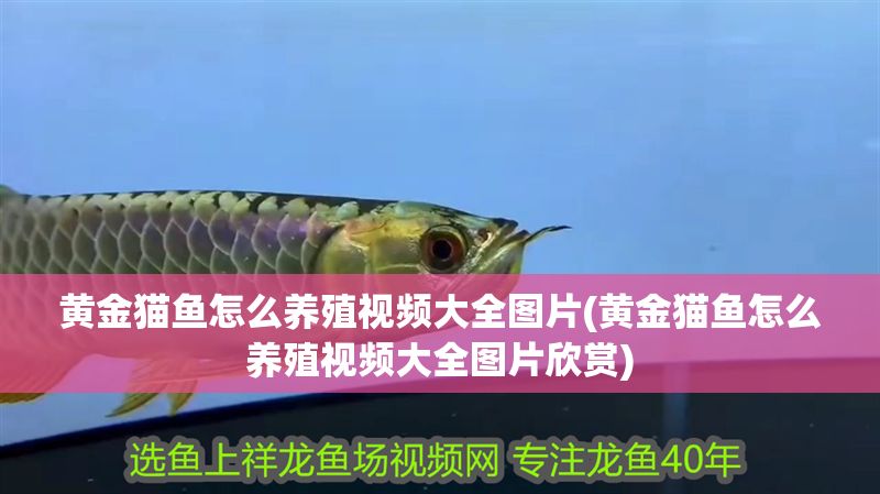 黃金貓魚怎么養殖視頻大全圖片(黃金貓魚怎么養殖視頻大全圖片欣賞)