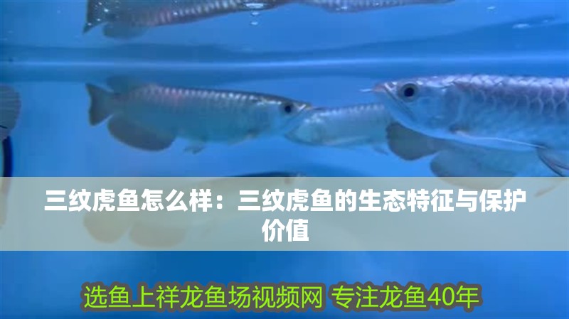 三紋虎魚(yú)怎么樣：三紋虎魚(yú)的生態(tài)特征與保護(hù)價(jià)值