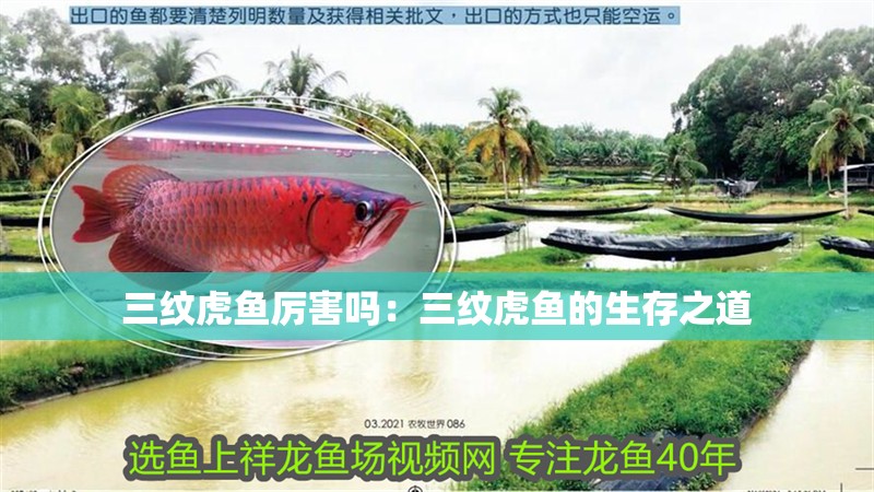 三紋虎魚厲害嗎：三紋虎魚的生存之道