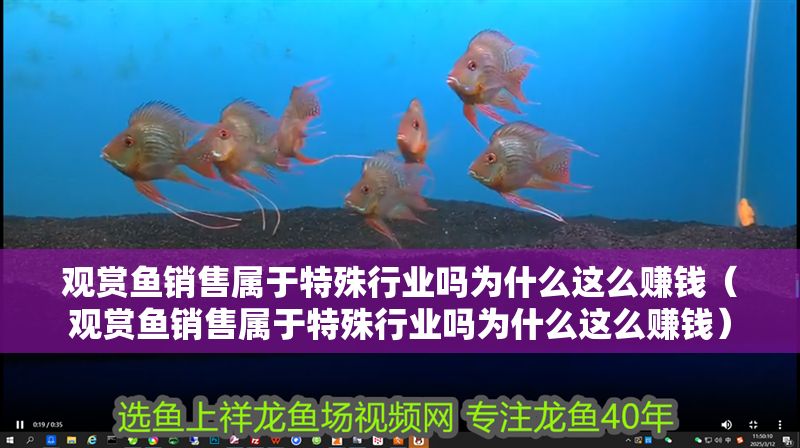 觀賞魚銷售屬于特殊行業嗎為什么這么賺錢（觀賞魚銷售屬于特殊行業嗎為什么這么賺錢）