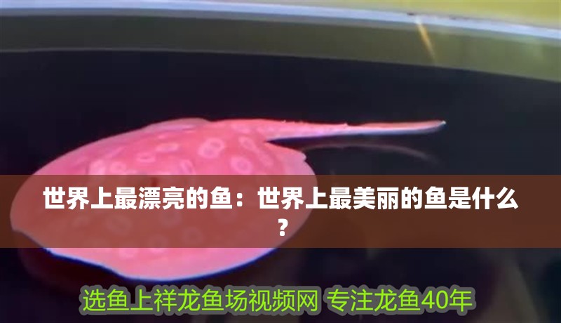 世界上最漂亮的魚：世界上最美麗的魚是什么？